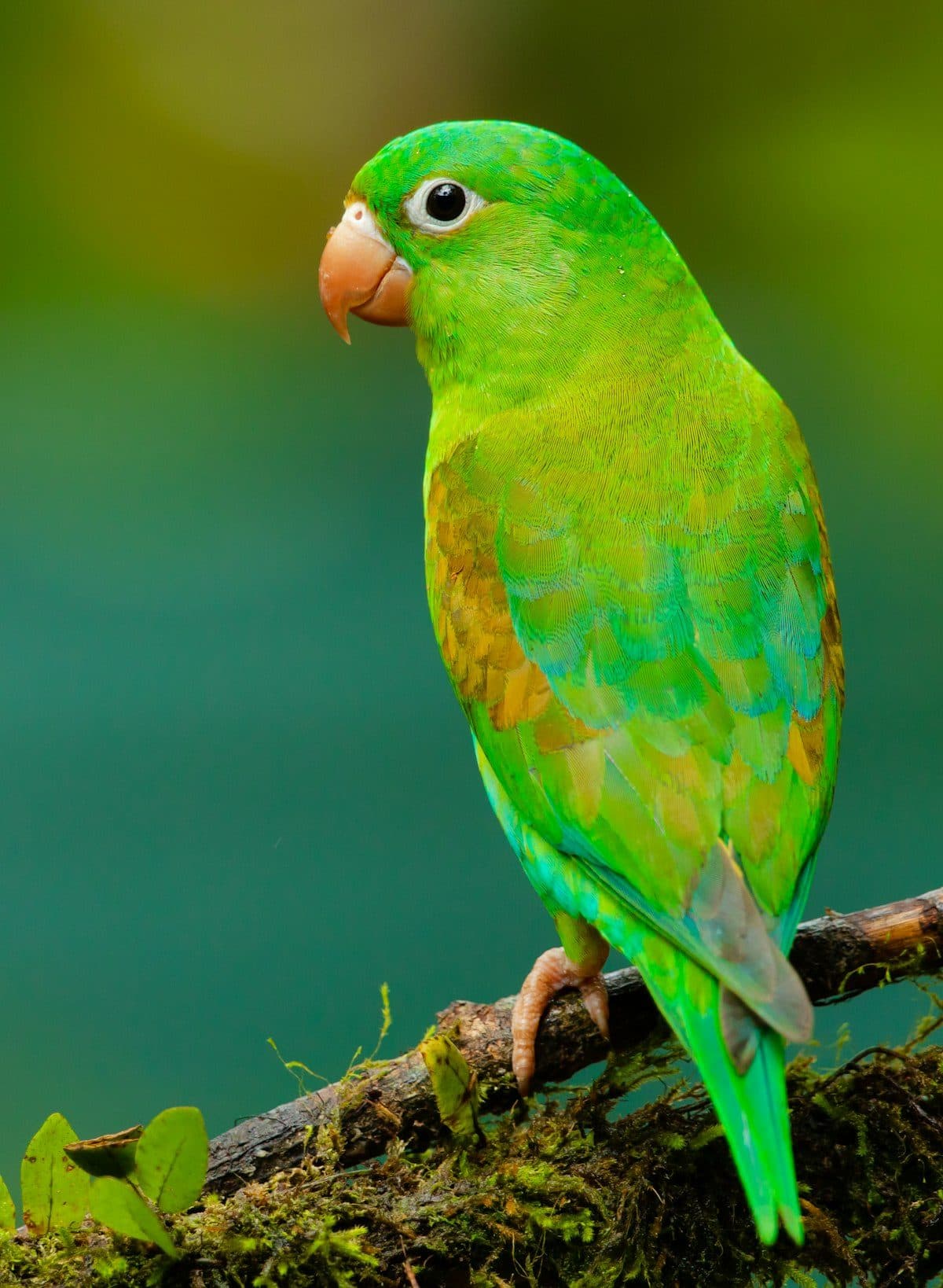 Colorful parrot at Bird Sitting Mississauga professional bird boarding
