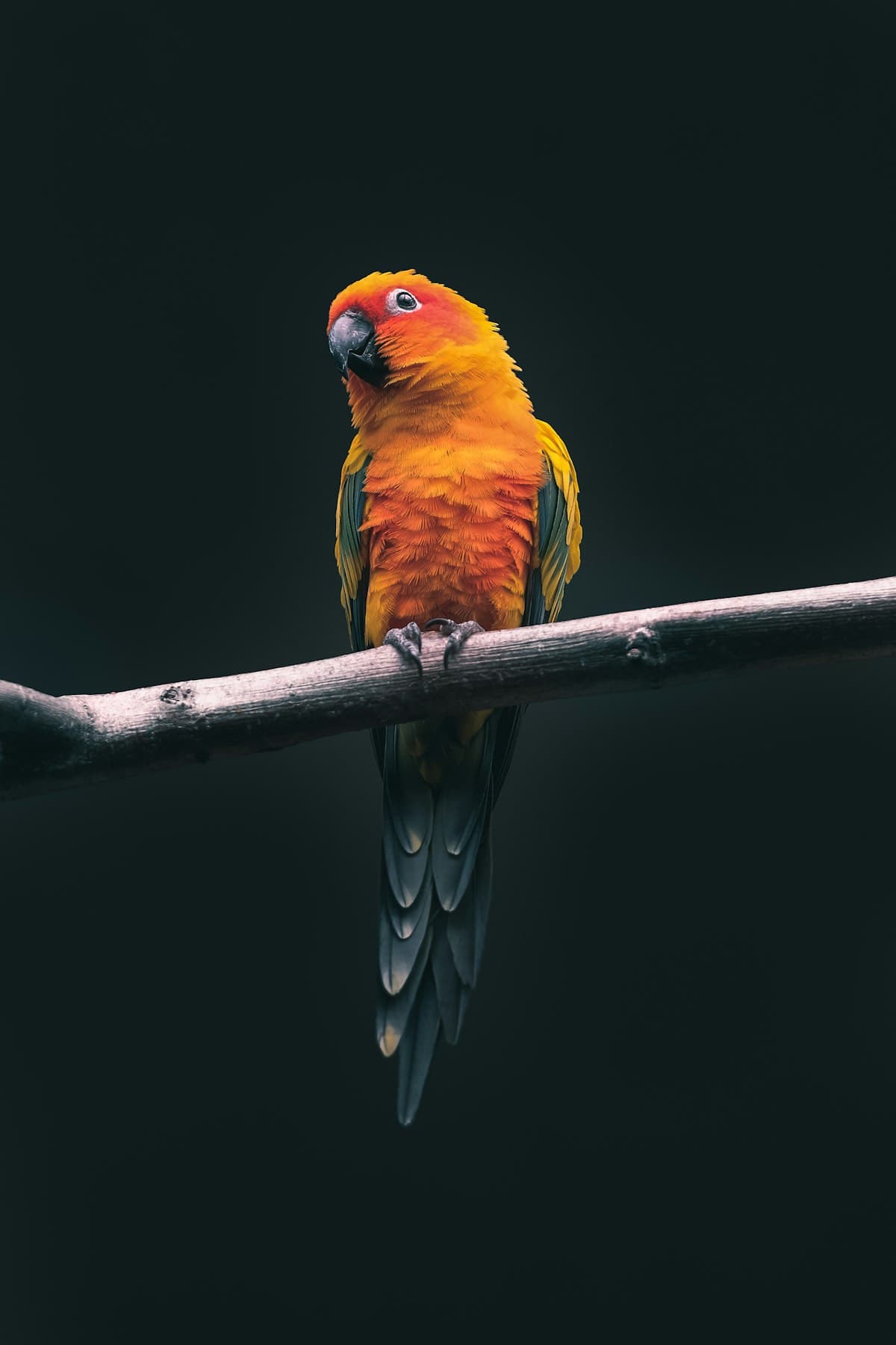 Macaw being cared for at Bird Sitting Mississauga