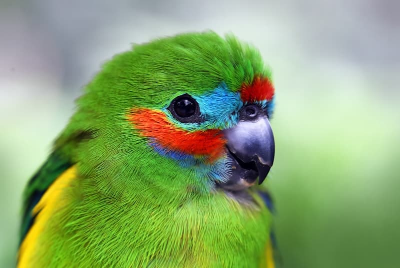 Colorful parrot during supervised play at Bird Sitting Mississauga